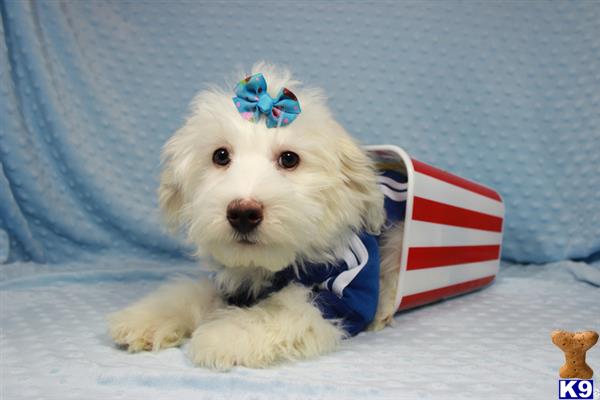 lvpuppyheaven Picture 3